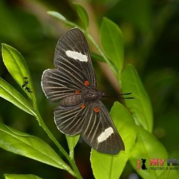 Melanis hillapana