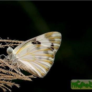 Pontia glauconome