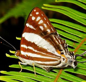 Dodona deodata