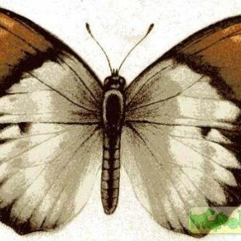 colotis hildebrandti