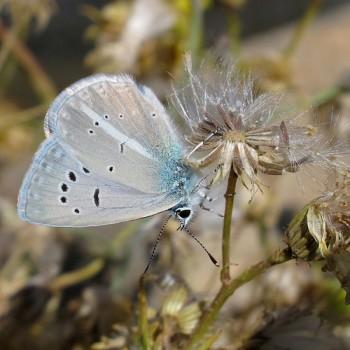 Polyommatus firdussii
