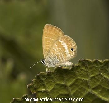 Harpendyreus noquasa