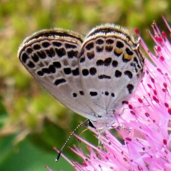 Tongeia filicaudis