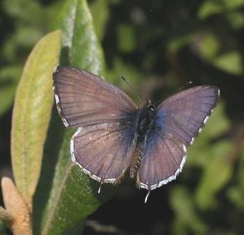 Cacyreus lingeus