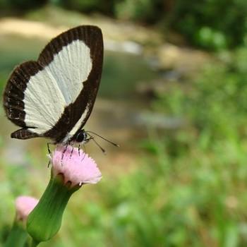 Psychonotis piepersii