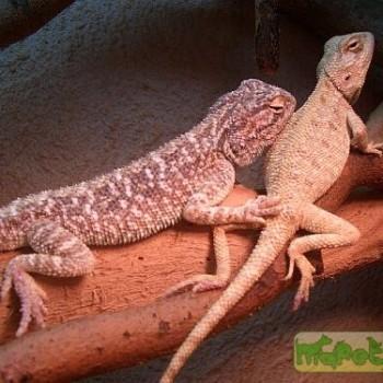Trapelus mutabilis