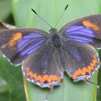 Heliophorus epicles