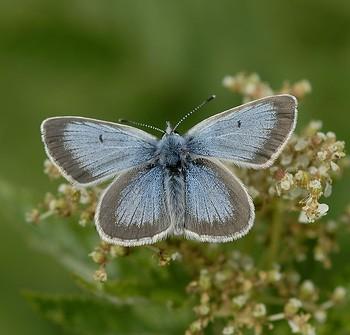 Aricia nicias