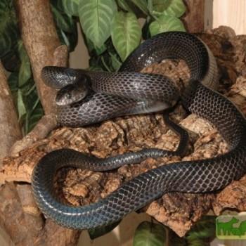 Boiga gemmicincta