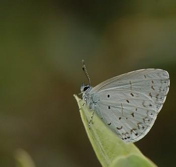 Udara dilectus
