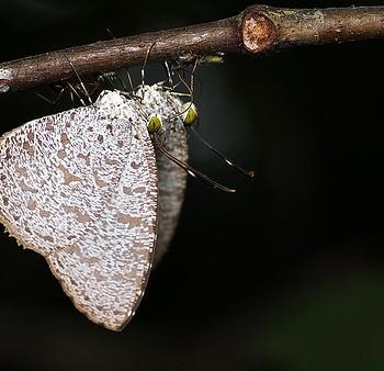 Allotinus horsfieldi
