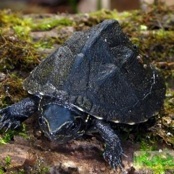 Sternotherus odoratus