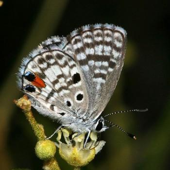 Cyclargus ammon