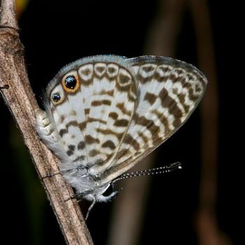 Leptotes cassius