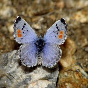 Philotes sonorensis