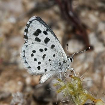 Philotiella speciosa