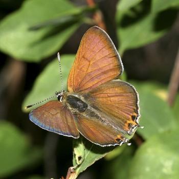 Lycaena arota