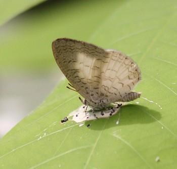 Spalgis lemolea