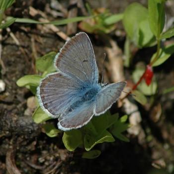 Agriades podarce