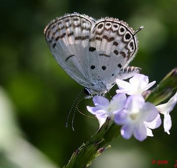 Thermoniphas alberici