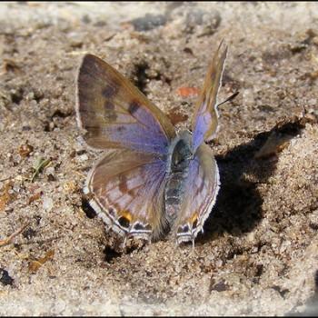 Anthene definita
