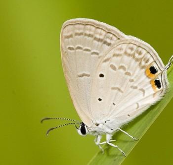 Chilades parrhasius