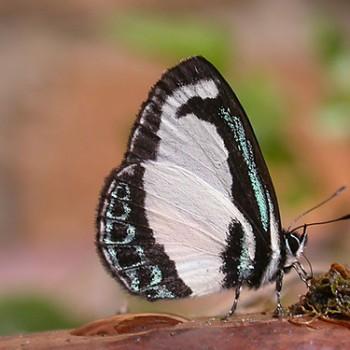 Psychonotis caelius