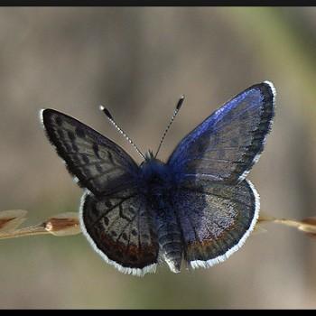 Euphilotes bernardino