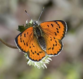 Lycaena cupreus