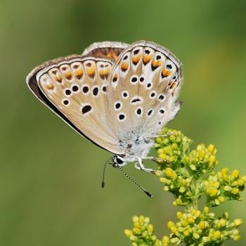 Polyommatus escheri