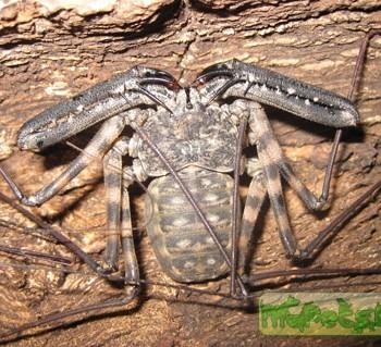 Damon variegatus