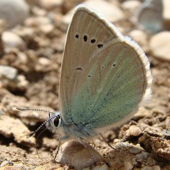 Polyommatus fatima