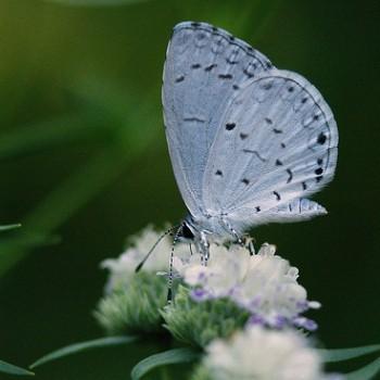 Celastrina idella