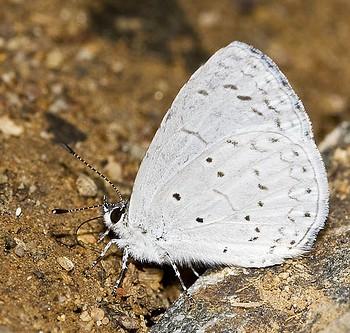 Celastrina gozora