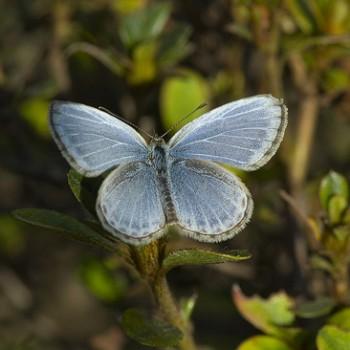 Celastrina ladonides