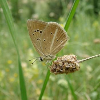 Polyommatus alcestis