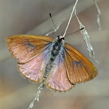 Candalides cyprotus