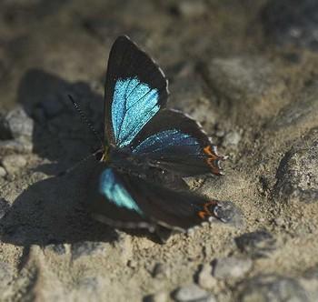 Heliophorus androcles