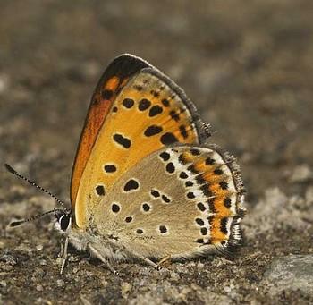lycaena pavana