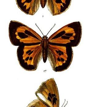 Liphyra brassolis