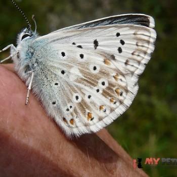 Polyommatus coridon (Голубянка серебристая)