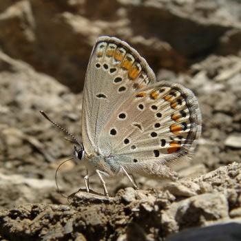 Plebejus eurypilus