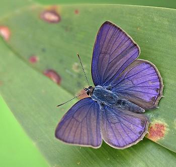 Anthene lycaenina