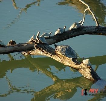 Kachuga sylhetensis