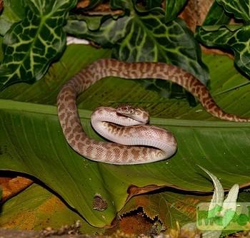 Antaresia stimsoni
