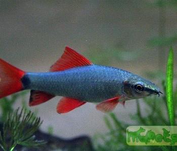 Labeo erythrurus