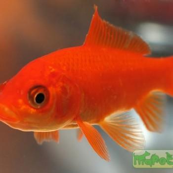 Carassius auratus