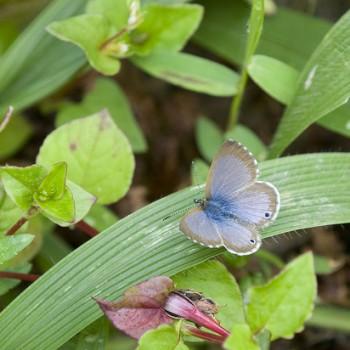 Harpendyreus marungensis