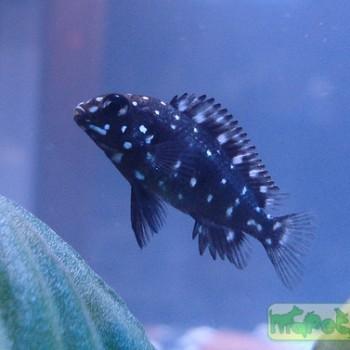 Tropheus duboisi