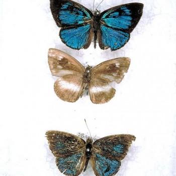 Hypophytala hyettina